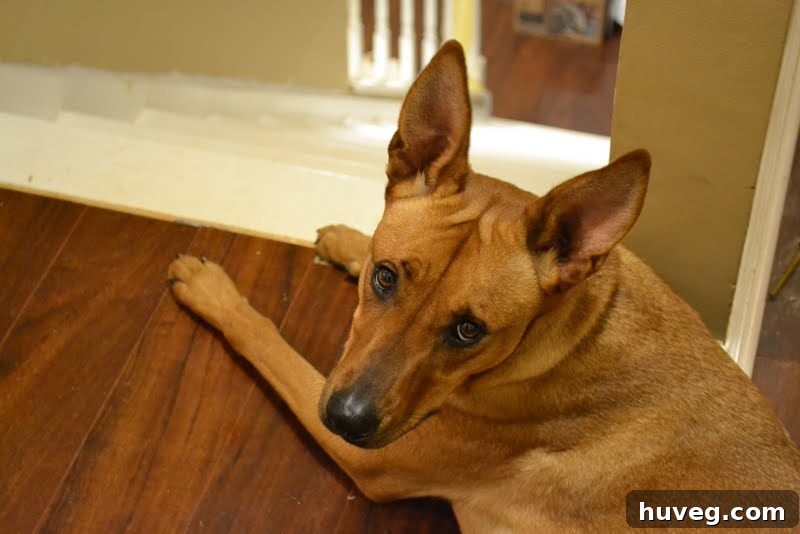 Frustrated expression on a dog's face, symbolizing DIY struggles