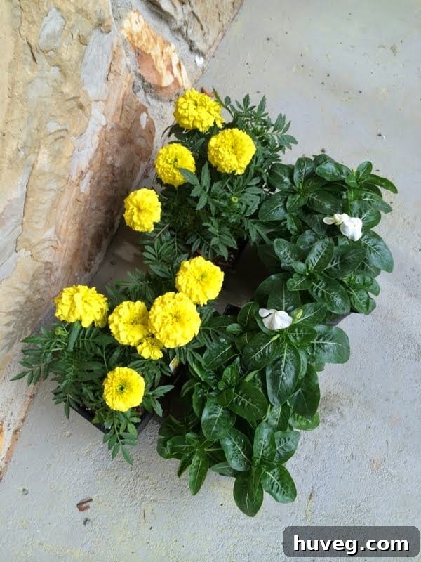 Bright yellow flowers adorning a mailbox, enhancing curb appeal