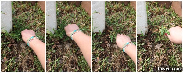 Close-up of stubborn weeds being removed from garden bed
