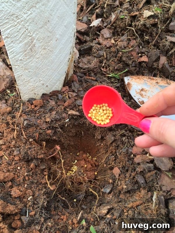 Adding Osmocote slow-release fertilizer to a planting hole