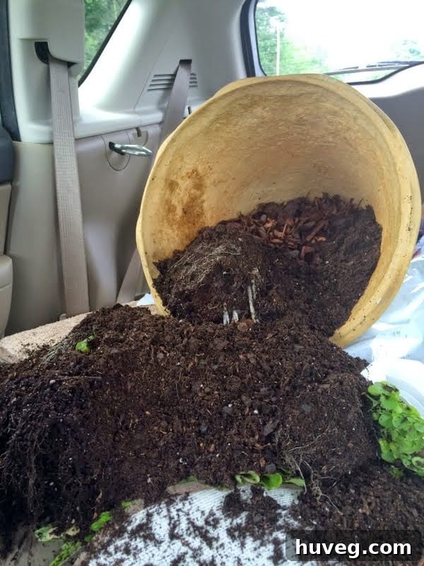 Oops, a spilled container garden in a car trunk