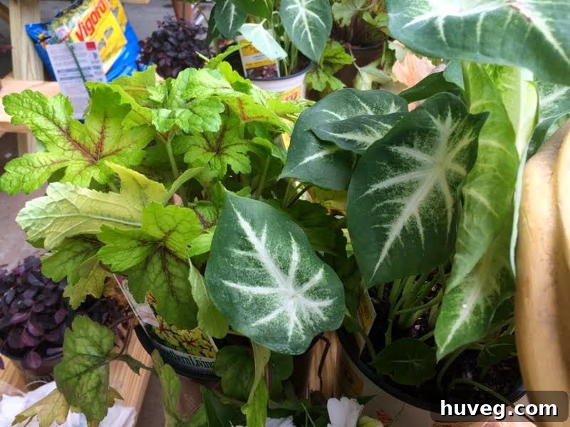 A newly planted container garden featuring spiller plants