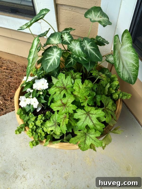 My beautiful new container garden by the front door