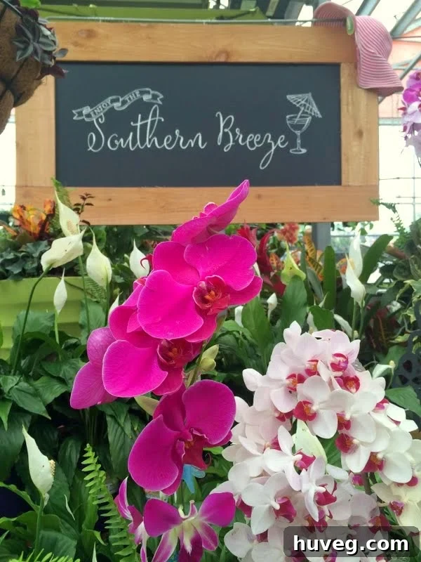 Close-up of colorful flowering plants suitable for container gardens