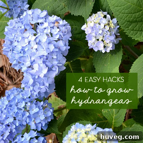 4 Easy Tips to Grow Beautiful Hydrangeas in Your Garden