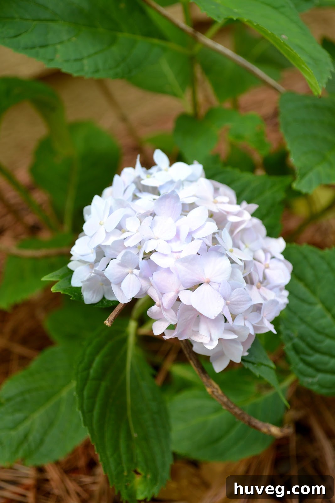 Beautiful Lilac Hydrangea Bloom