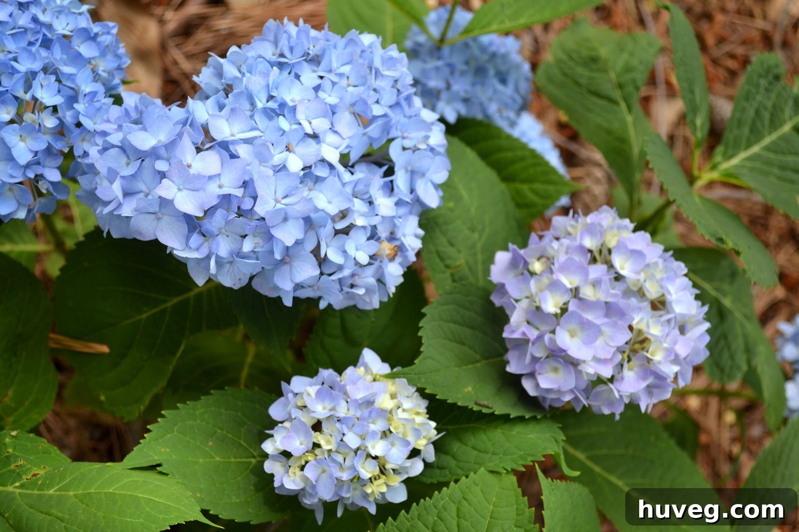 Expert Tips for Growing Hydrangeas