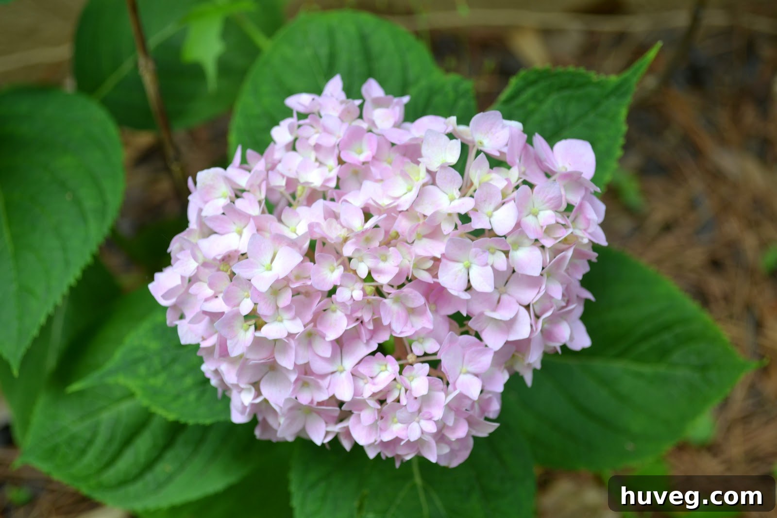 Beautiful Pink Hydrangea Blooms