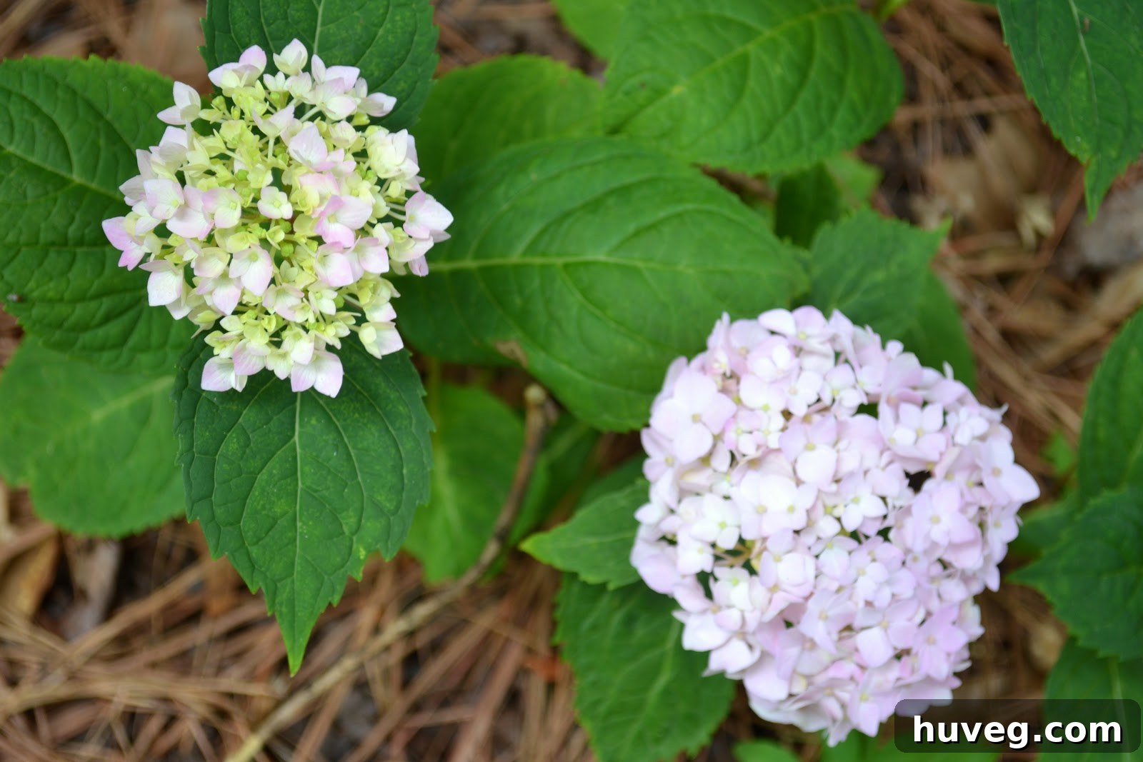 Pink and Lilac Hydrangea Flowers