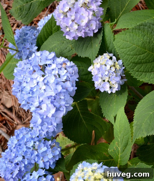 Stunning Blue Hydrangea Bush in Full Bloom