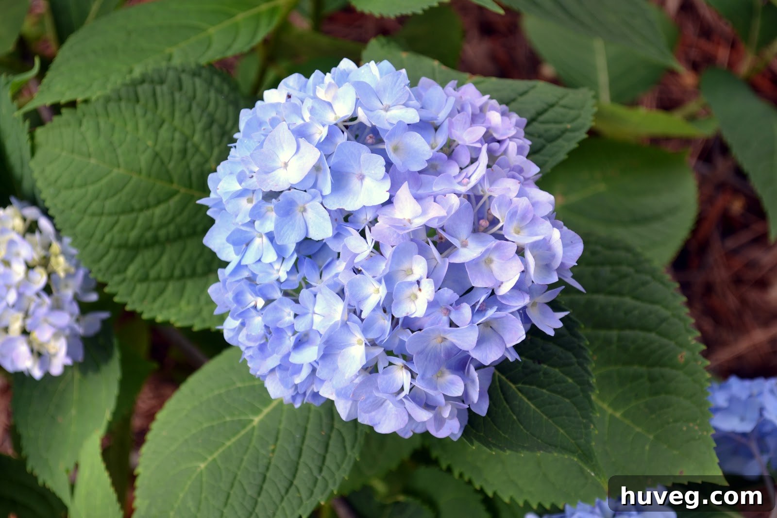 Vibrant Blue Hydrangea Flower
