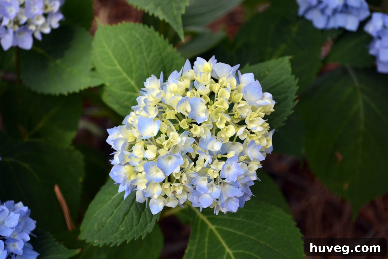 Budding Hydrangea Flowers in Spring