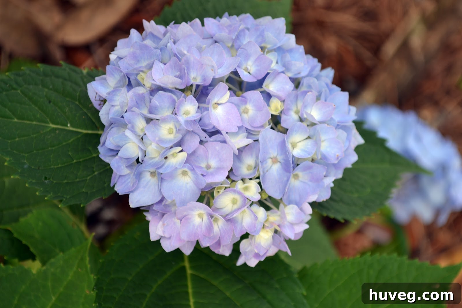 Essential Tips for Growing Hydrangeas