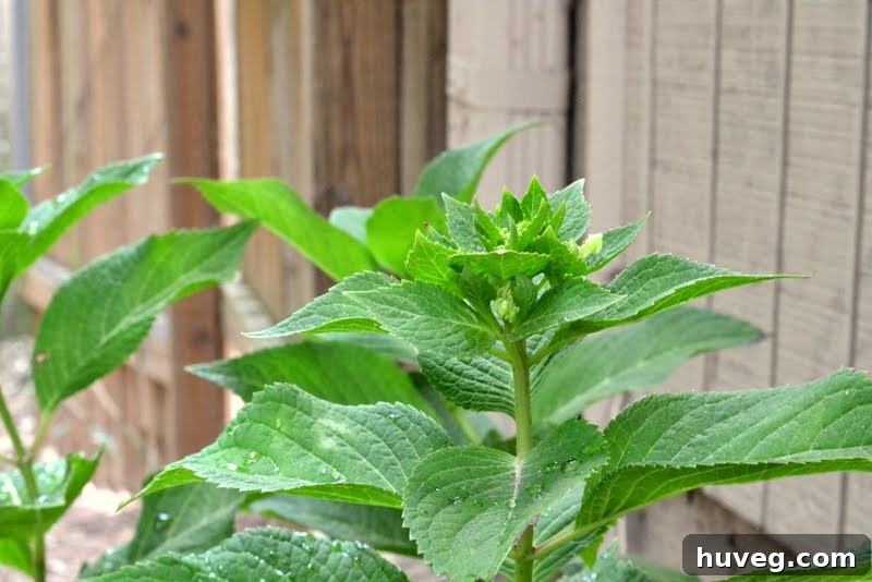 Best Locations to Plant Hydrangeas for Shade and Protection