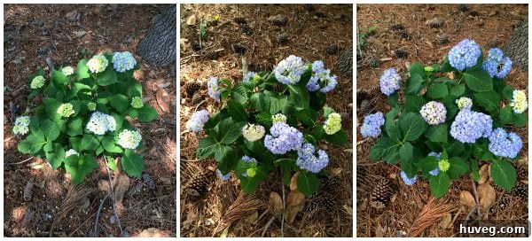 Hydrangeas in Full Bloom During Spring