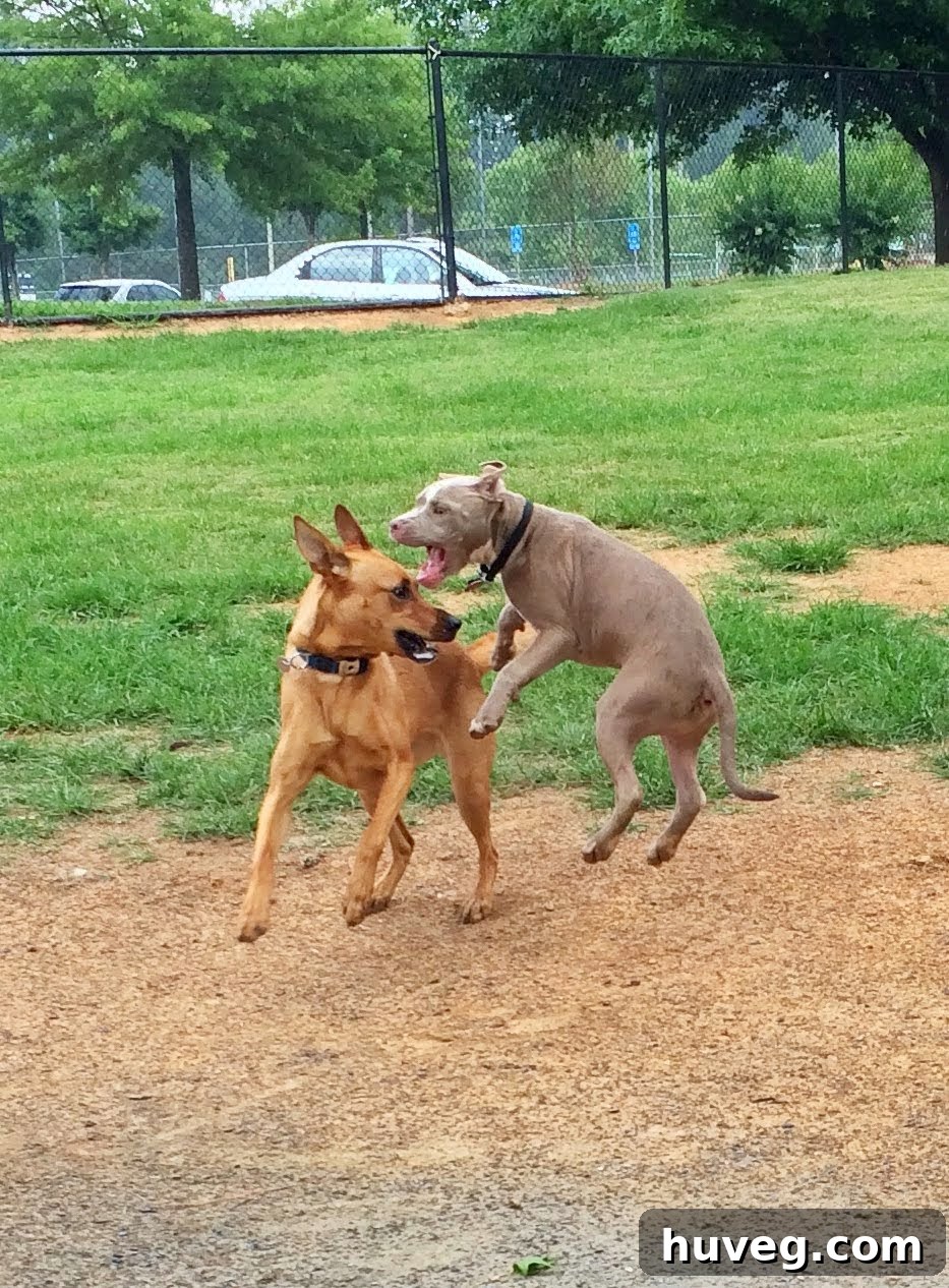 Charlie and a new friend enjoying a break from the rain
