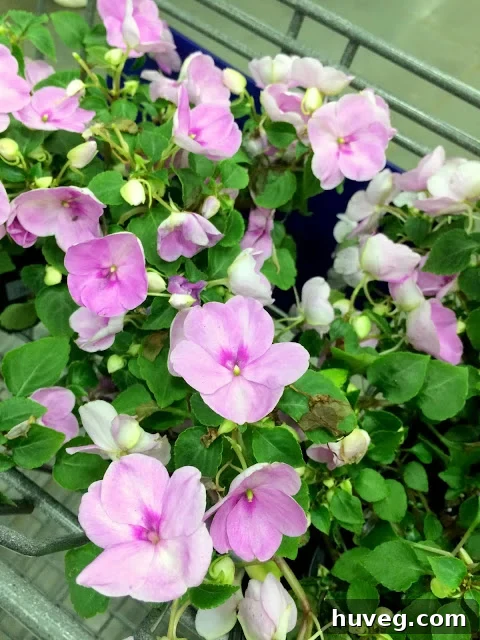 Newly purchased colorful flowers from Lowe's