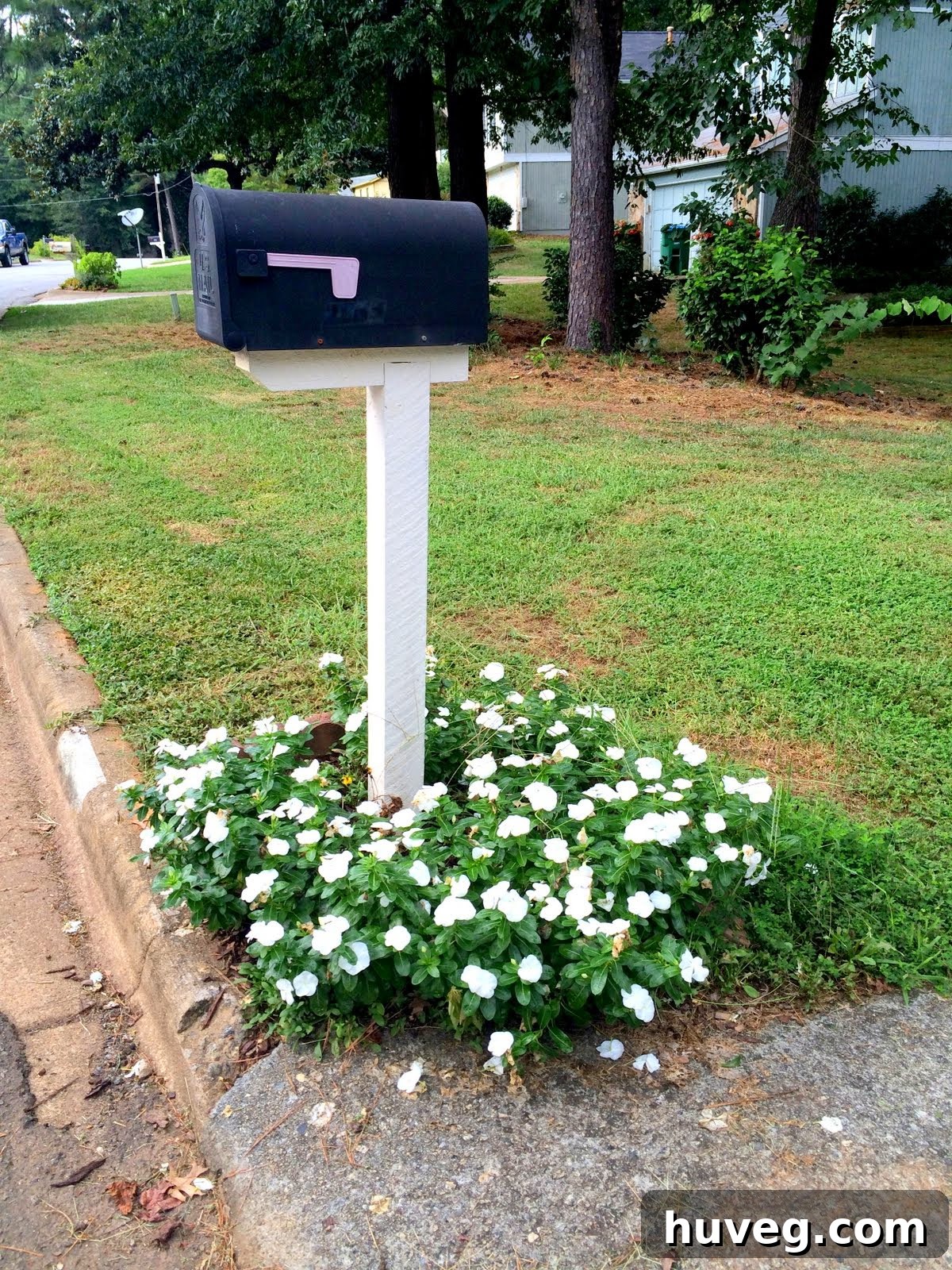 Numerous vinca blooms taking over the mailbox garden bed