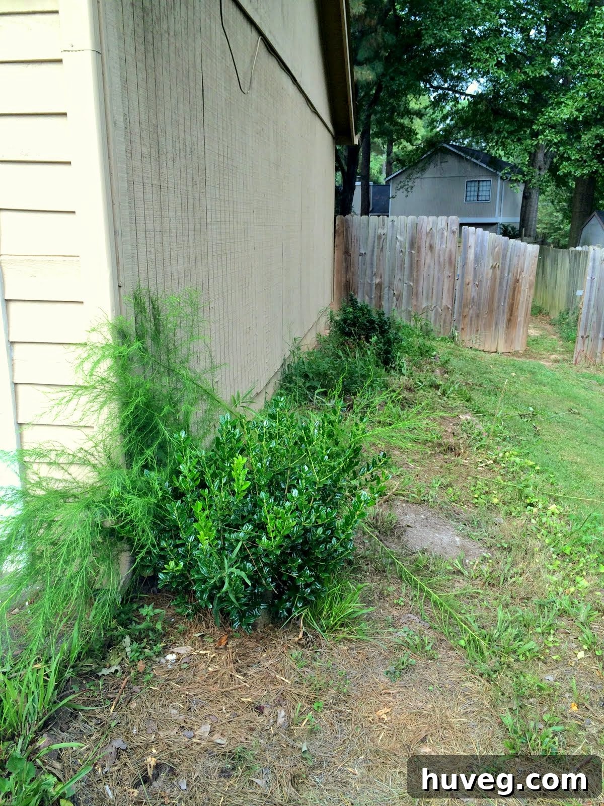 Overgrown side of the house, requiring extensive landscaping