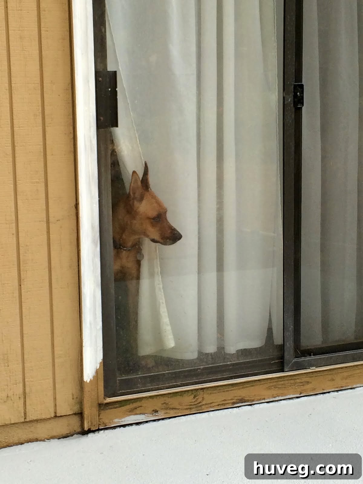 Dog (Charlie) looking out of a patio door, supervising the renovation work