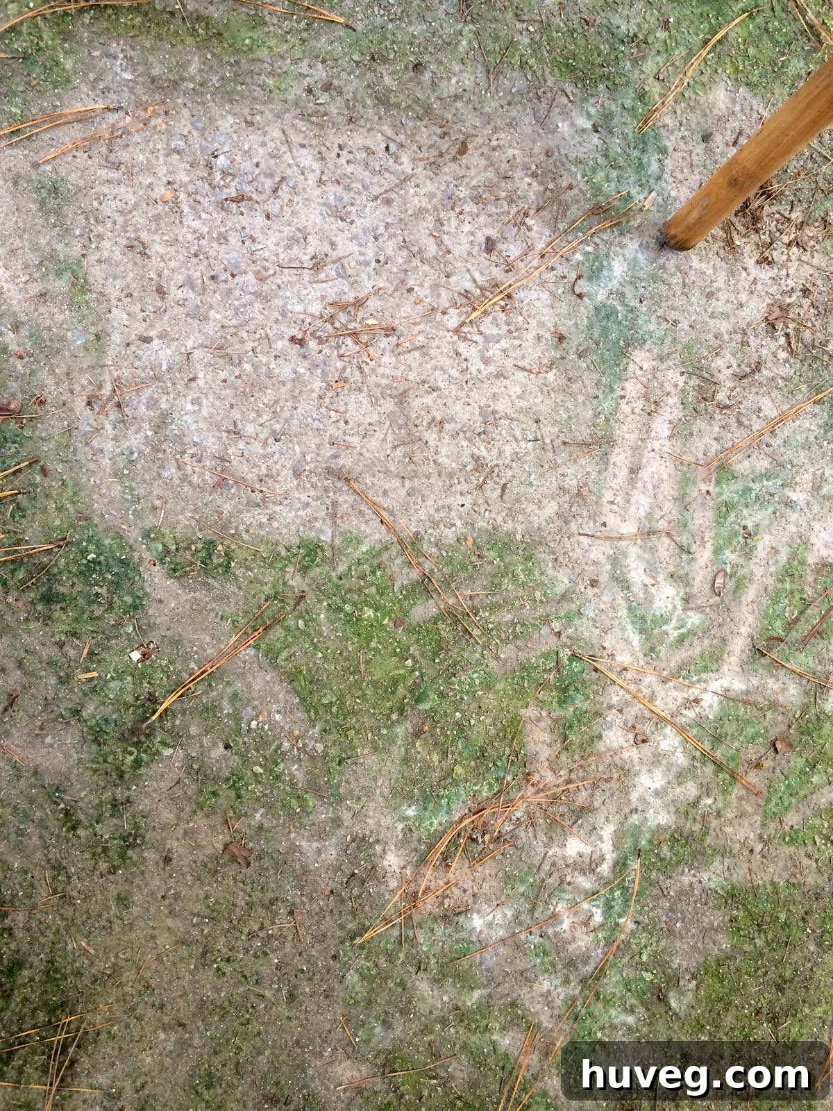 Close-up of patio slab covered in pine needles and green gunk, showing severe neglect
