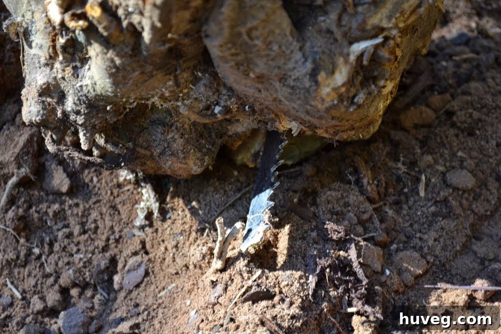 Blade stuck in root