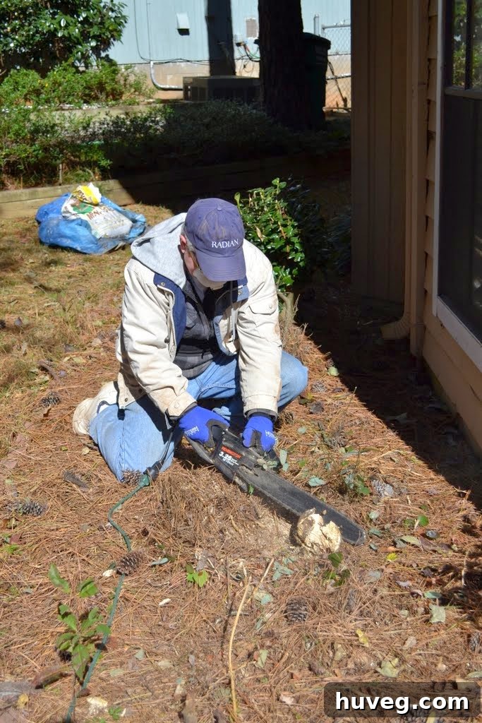 Removing bush roots with a mattock