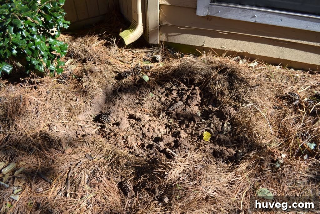 Cleared front yard space
