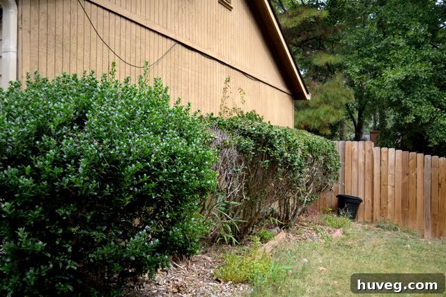 Overgrown bushes by garage