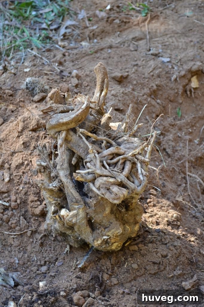 Triumphant root removal