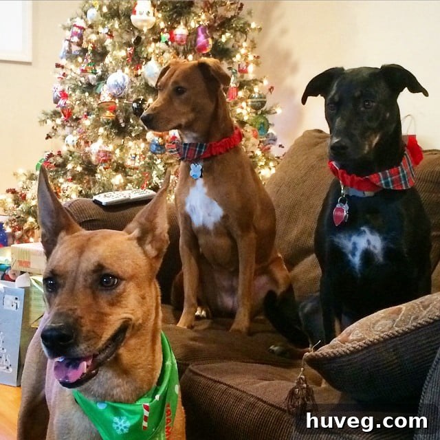 Two adorable dogs sitting on a rug by a Christmas tree. One dog in the lower-left corner looks particularly energetic.