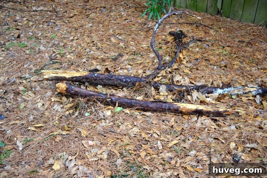 Overgrown pine trees with low hanging branches creating shade and debris in the yard.