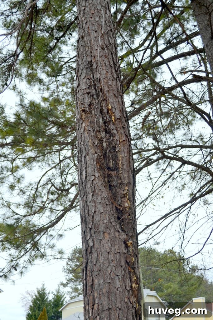 Close-up of a pitch canker on a pine tree trunk, indicating disease and structural weakness.