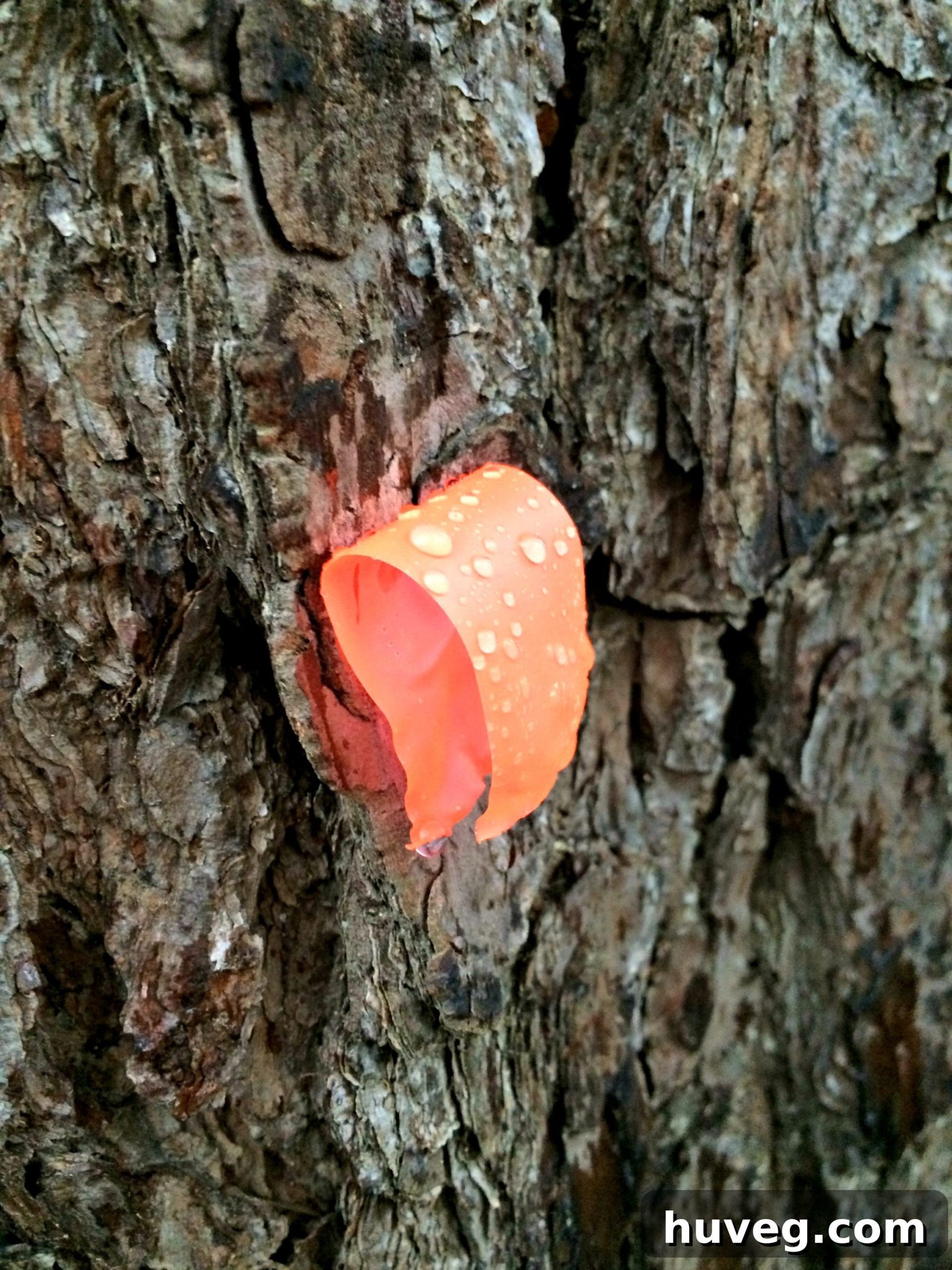 Marked pine tree in the yard, designated for removal as part of a home improvement project.