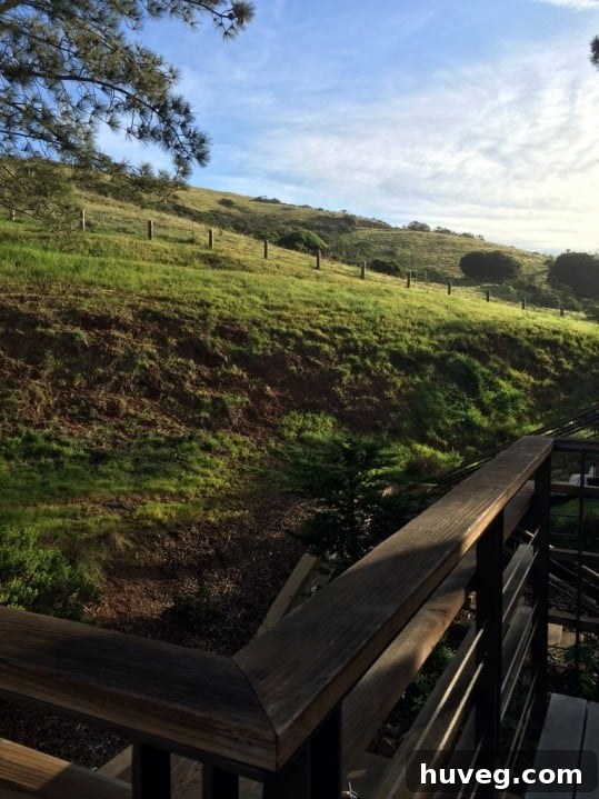 San Francisco hillside view