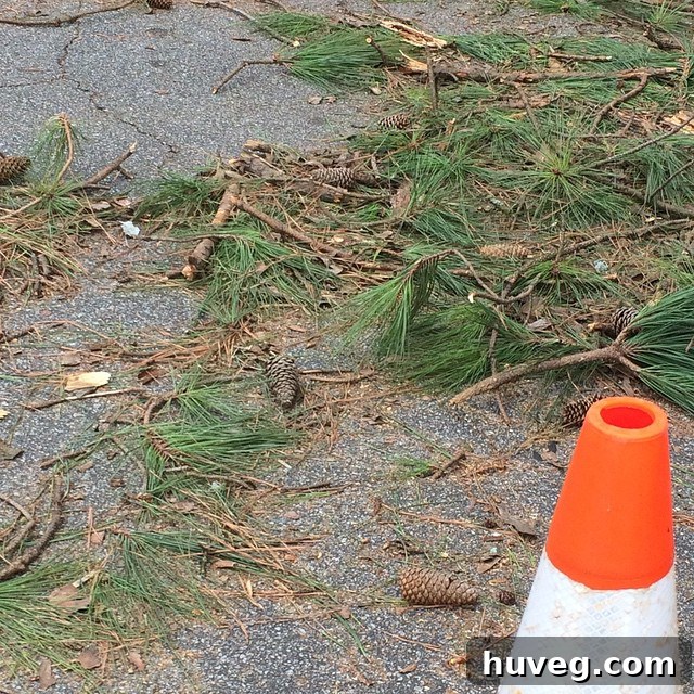 Close-up of fresh pine logs