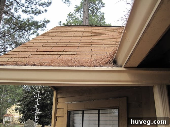 Gutters clogged with pine straw, showing the maintenance nightmare caused by pine trees.