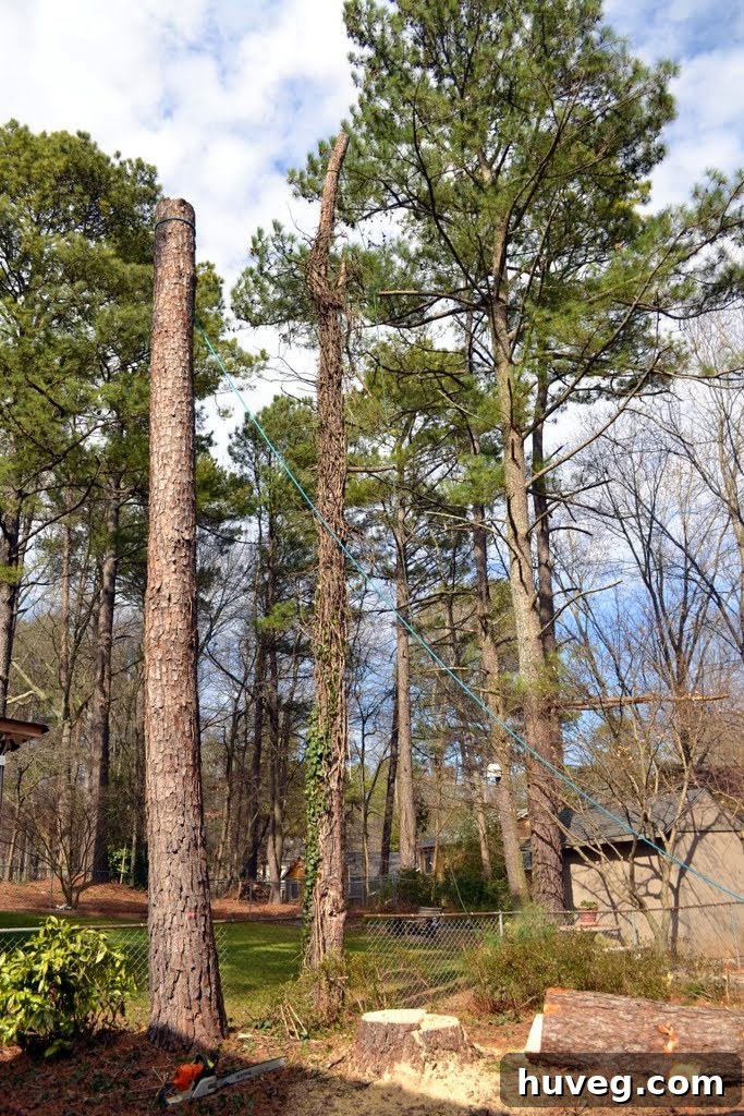 A large section of a tree trunk being cut and prepared for removal.