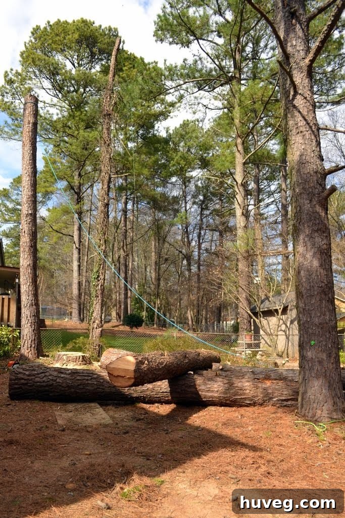 Pile of large tree logs left in the backyard after tree removal, awaiting pickup.