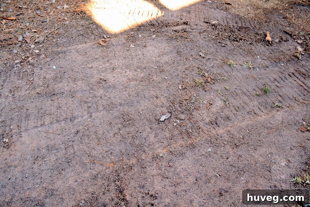 Front yard after logs have been removed, showing tire tracks and clear space.