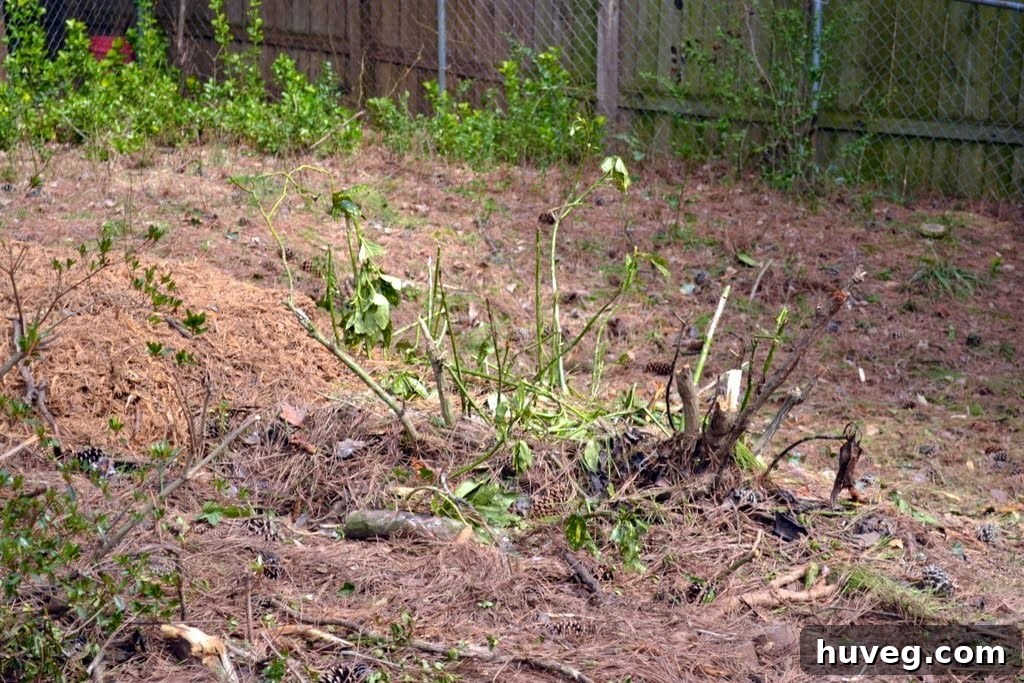 Crushed azaleas and shrubs in the wake of tree removal, illustrating plant damage.