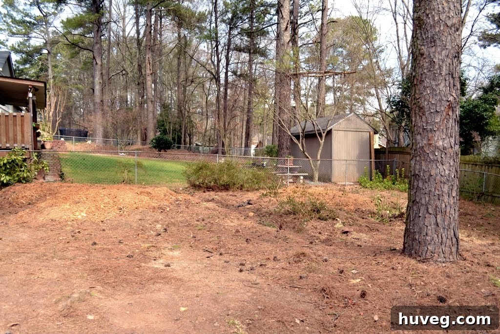 Rear view of the house showing the significantly cleared backyard after tree removal, with ample sunlight.