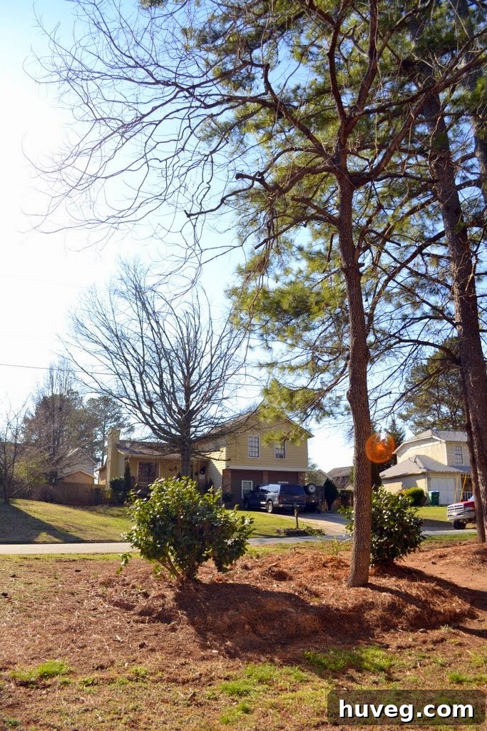 Front yard after pine tree removal, showing a clear area with only pine straw remaining.