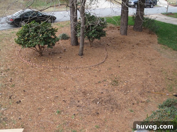 Front yard covered in pine straw, illustrating the constant cleanup challenge.