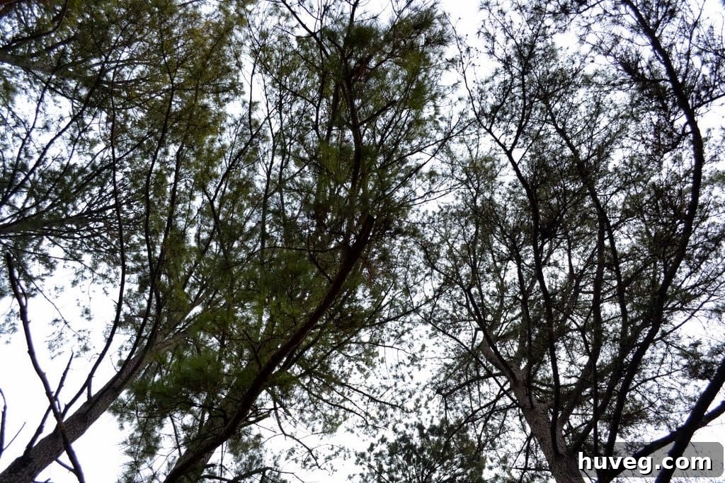 Before photo of backyard, showing dense pine trees obscuring the sky.