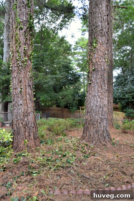 Another before photo showing dense trees and an unkempt backyard area.