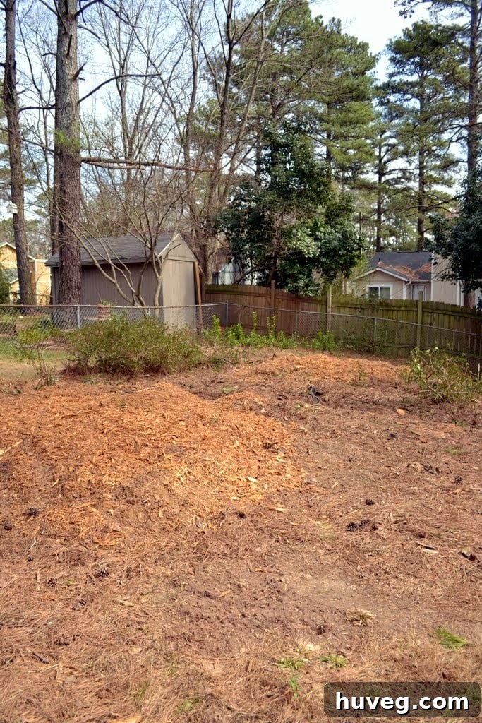 After photo of the backyard corner, now cleared of trees and ivy, offering a blank canvas.