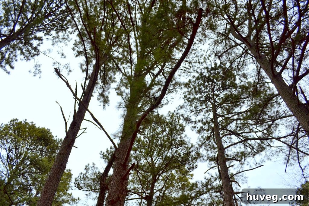 Overhead view of a backyard with large pine trees before removal.