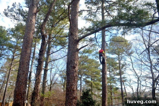 Tree service crew beginning to work on tall pine trees in a residential backyard.