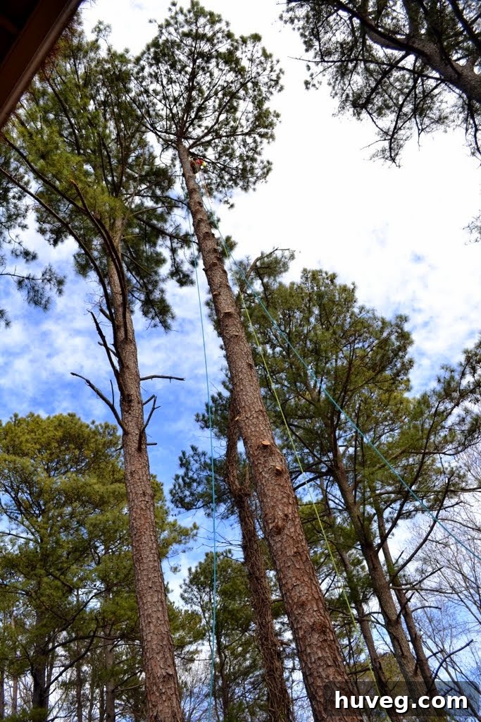 A tree climber high in a pine tree, actively removing branches during tree removal.